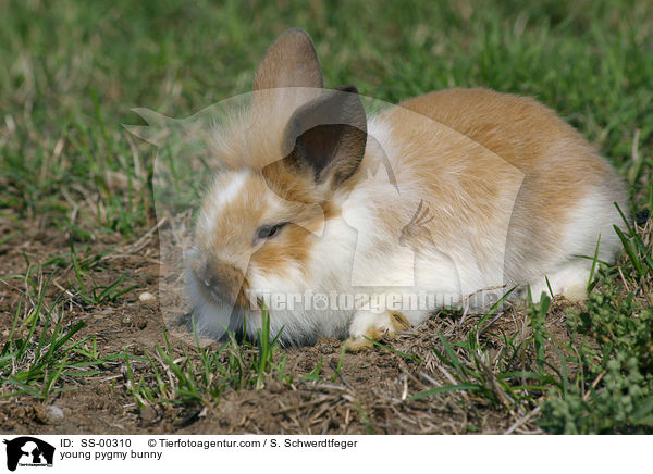 junges Zwergkaninchen / young pygmy bunny / SS-00310