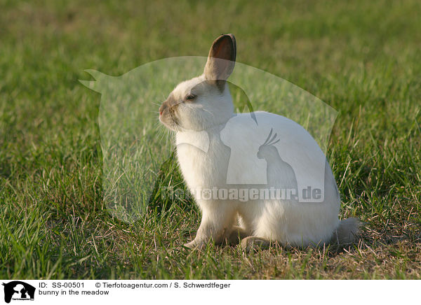 Zwergkaninchen / bunny in the meadow / SS-00501