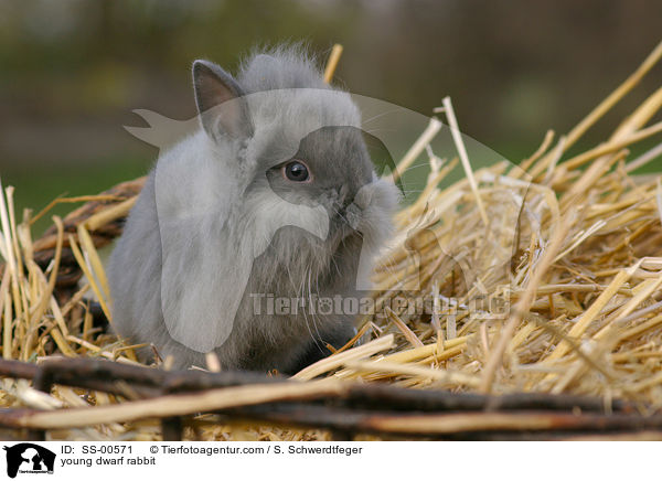 junges Zwergkaninchen / young dwarf rabbit / SS-00571