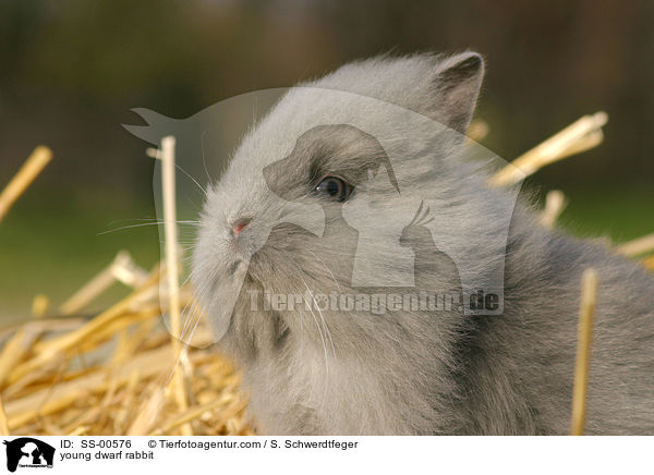 young dwarf rabbit / SS-00576
