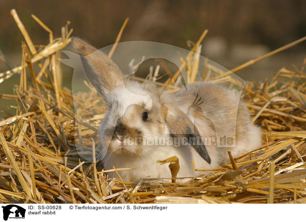 Zwergkaninchen / dwarf rabbit / SS-00628