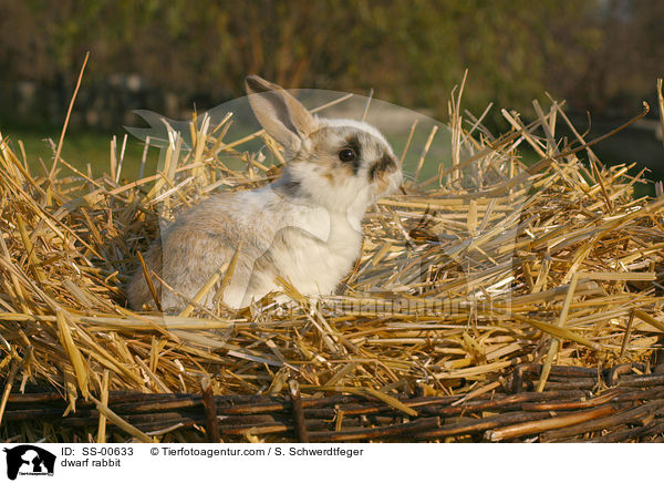 Zwergkaninchen / dwarf rabbit / SS-00633