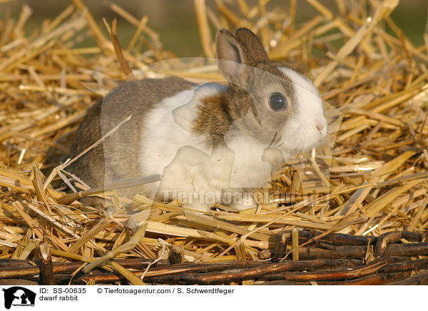 Zwergkaninchen / dwarf rabbit / SS-00635