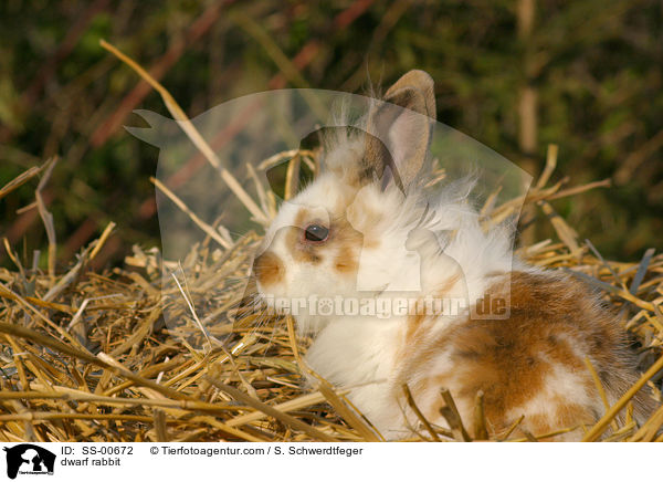 Zwergkaninchen / dwarf rabbit / SS-00672