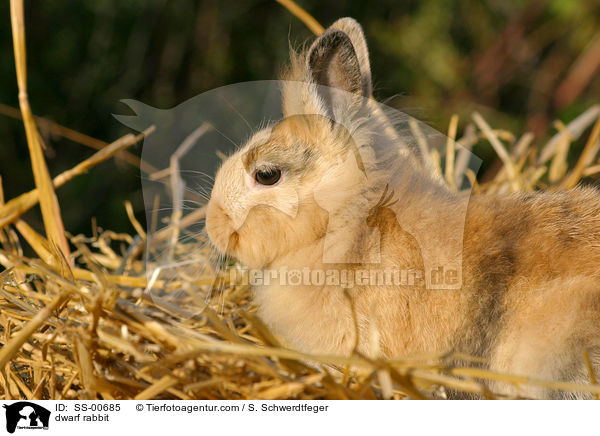 Zwergkaninchen / dwarf rabbit / SS-00685