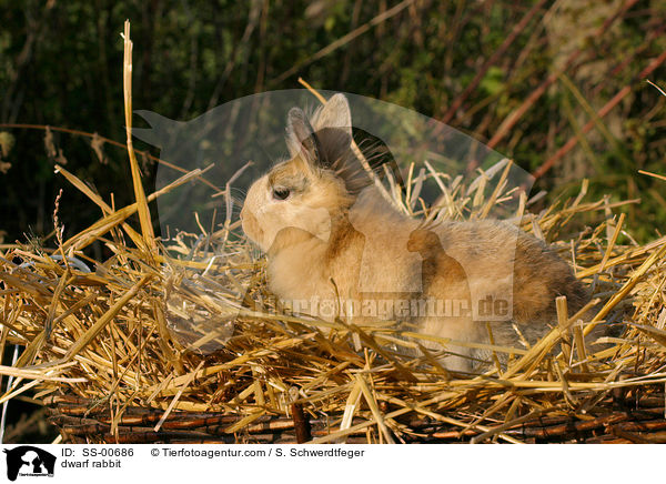 dwarf rabbit / SS-00686