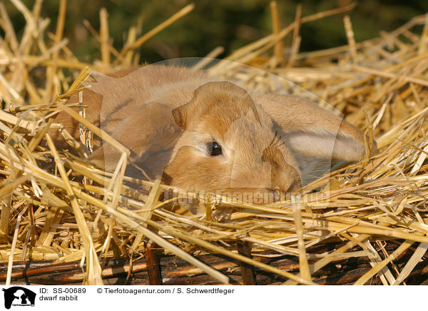 Zwergkaninchen / dwarf rabbit / SS-00689