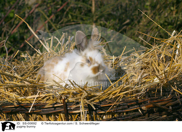 Zwergkaninchen / pygmy bunny / SS-00692