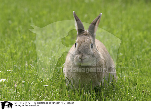 Zwergkaninchen auf der Wiese / bunny in the meadow / RR-01172