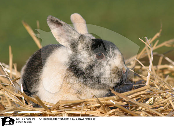 Zwergkaninchen / dwarf rabbit / SS-00846