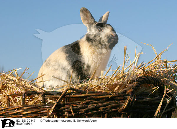 Zwergkaninchen / dwarf rabbit / SS-00847