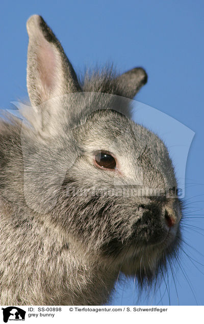 graues Kaninchen / grey bunny / SS-00898