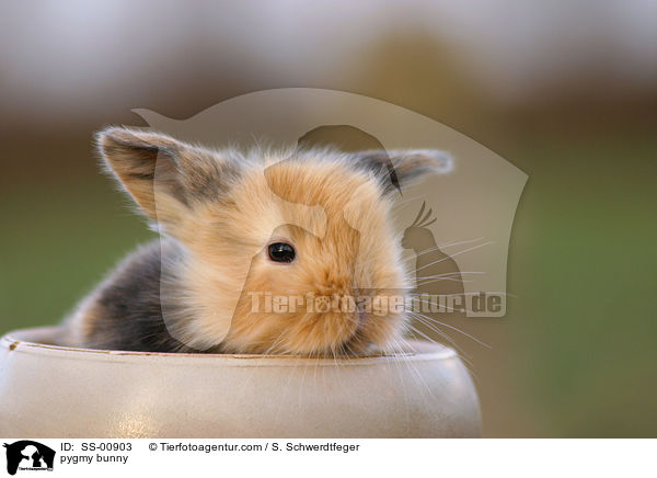 Zwergkaninchen / pygmy bunny / SS-00903