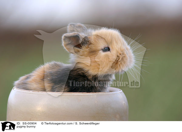 Zwergkaninchen / pygmy bunny / SS-00904