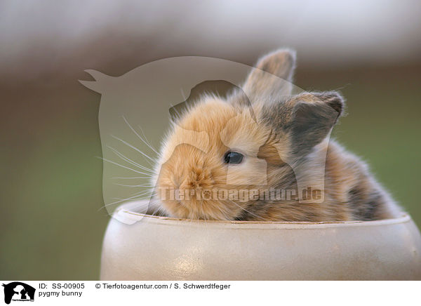 Zwergkaninchen / pygmy bunny / SS-00905