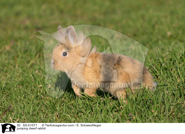 springendes Zwergkaninchen / jumping dwarf rabbit / SS-01071