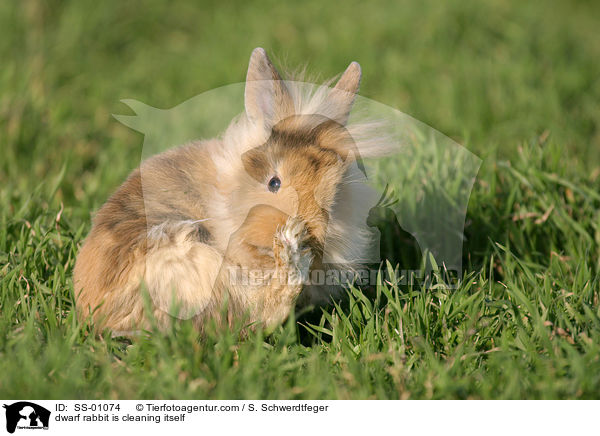 Zwergkaninchen putzt sich / dwarf rabbit is cleaning itself / SS-01074