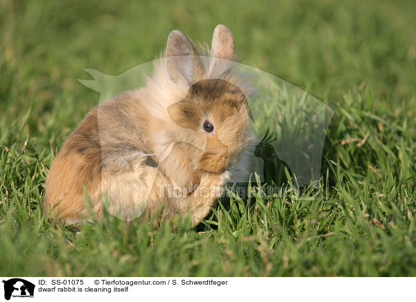 Zwergkaninchen putzt sich / dwarf rabbit is cleaning itself / SS-01075