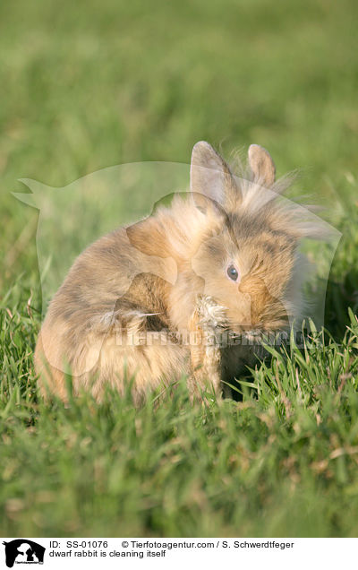 Zwergkaninchen putzt sich / dwarf rabbit is cleaning itself / SS-01076