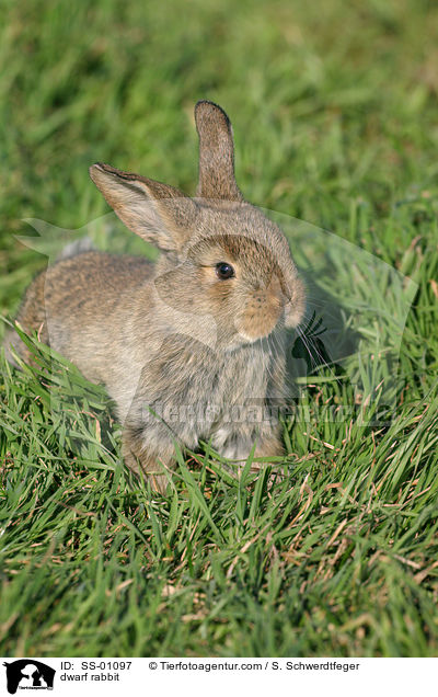 Zwergkaninchen / dwarf rabbit / SS-01097