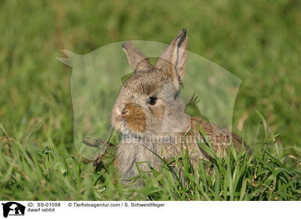 Zwergkaninchen / dwarf rabbit / SS-01098