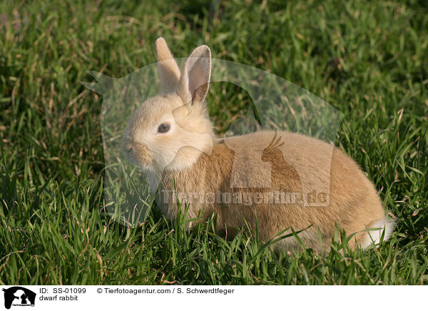 Zwergkaninchen / dwarf rabbit / SS-01099