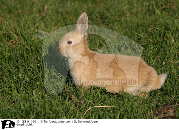Zwergkaninchen / dwarf rabbit / SS-01100