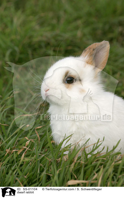 Zwergkaninchen / dwarf rabbit / SS-01104