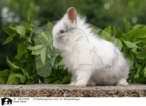 Zwergkaninchen / dwarf rabbit / SS-01594