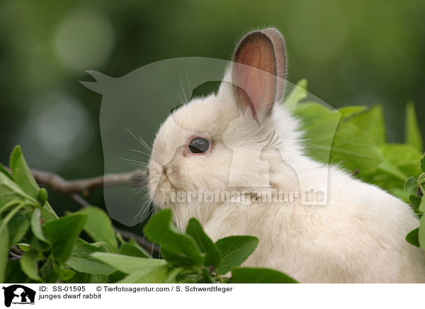 junges Zwergkaninchen / junges dwarf rabbit / SS-01595