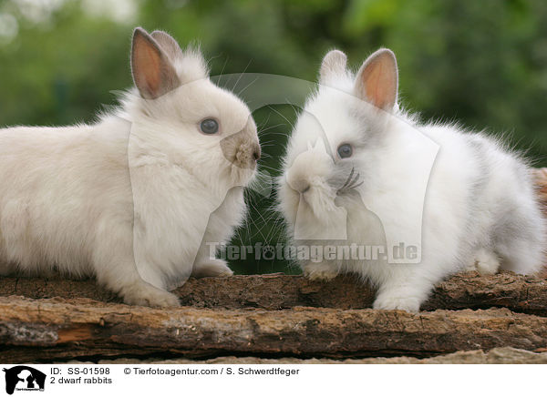 2 dwarf rabbits / SS-01598