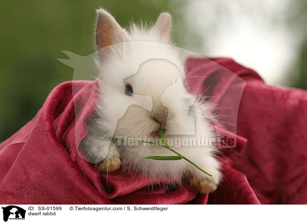 Zwergkaninchen / dwarf rabbit / SS-01599