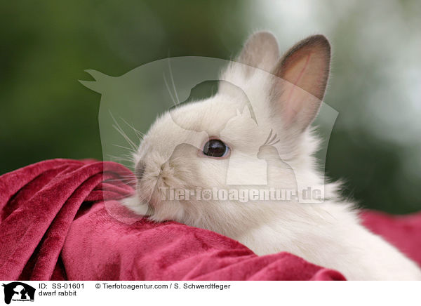 Zwergkaninchen / dwarf rabbit / SS-01601