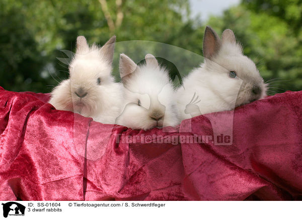 3 dwarf rabbits / SS-01604