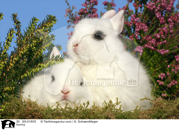 Zwergkaninchen / bunny / SS-01605