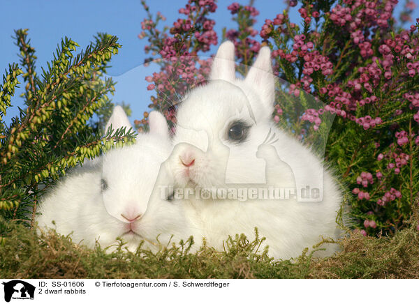 2 Zwergkaninchen / 2 dwarf rabbits / SS-01606
