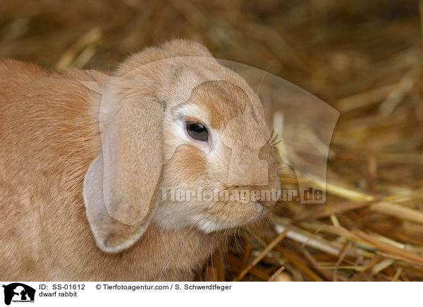 Zwergkaninchen / dwarf rabbit / SS-01612