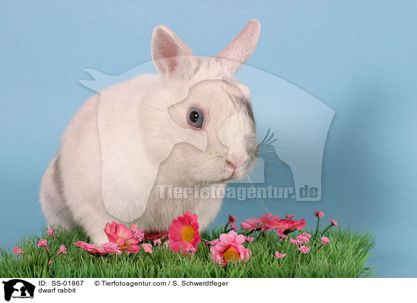 Zwergkaninchen / dwarf rabbit / SS-01867