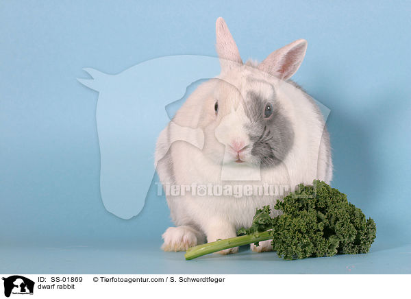 Zwergkaninchen / dwarf rabbit / SS-01869