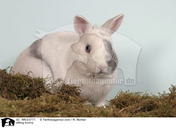 sitzendes Zwergkaninchen / sitting bunny / RR-03771