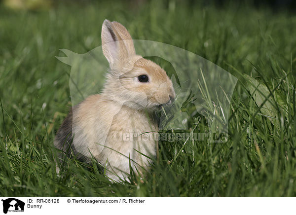Zwergkaninchen / Bunny / RR-06128