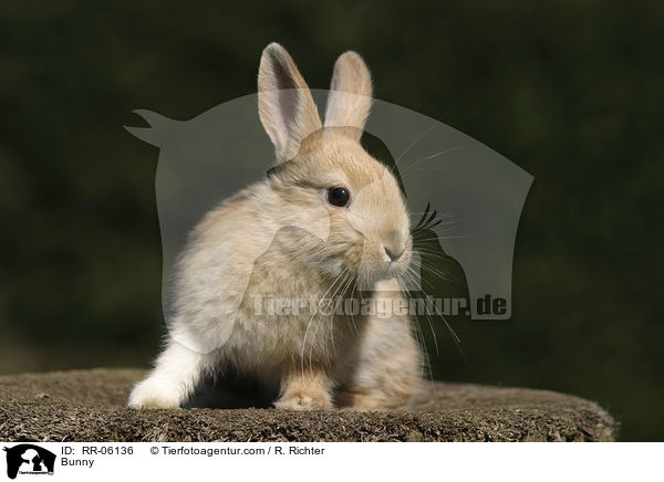 Zwergkaninchen / Bunny / RR-06136