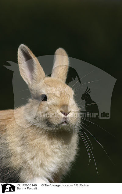 Zwergkaninchen / Bunny Portrait / RR-06140