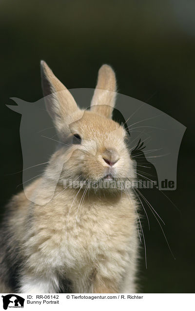 Bunny Portrait / RR-06142