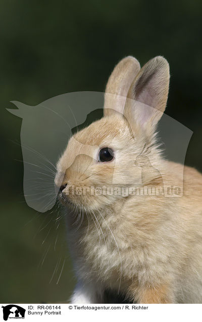 Zwergkaninchen / Bunny Portrait / RR-06144