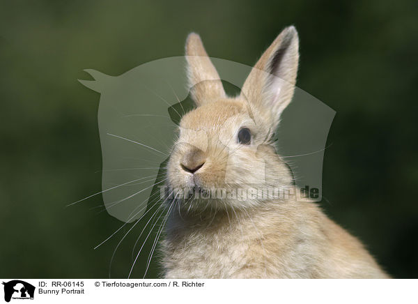 Zwergkaninchen / Bunny Portrait / RR-06145