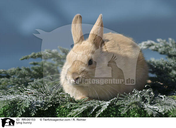 liegendes Zwergkaninchen / lying bunny / RR-06153