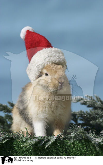 Weihnachtshase / Christmasbunny / RR-06158