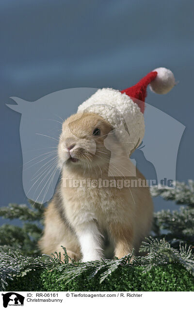 Weihnachtshase / Christmasbunny / RR-06161