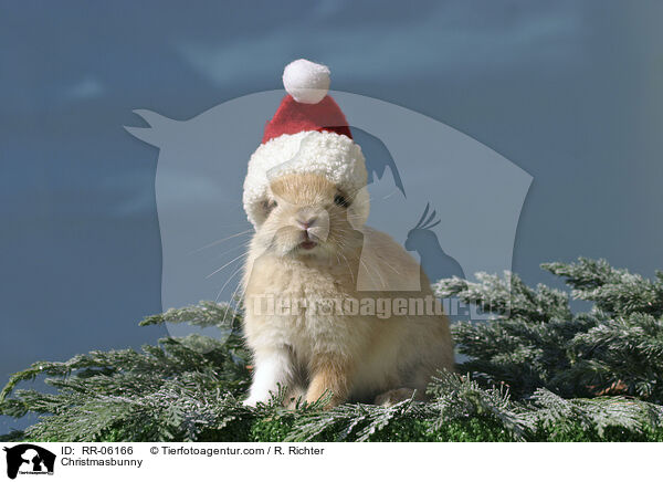 Weihnachtshase / Christmasbunny / RR-06166